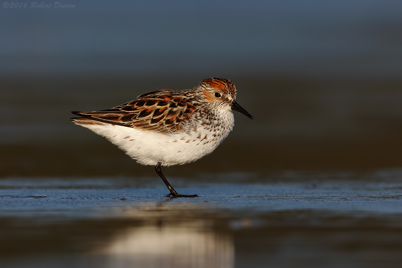 Western Sandpiper