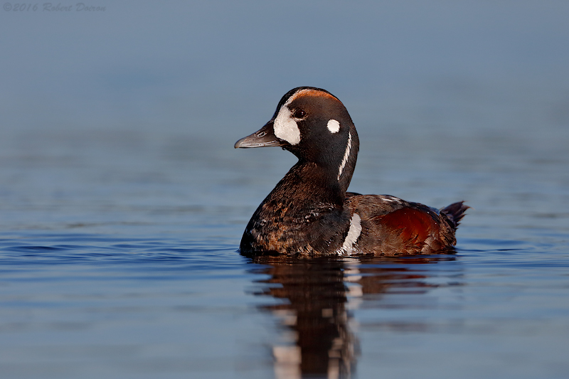 Harlequin Duck