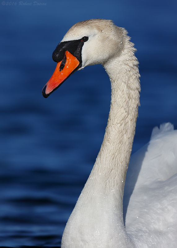 Mute Swan