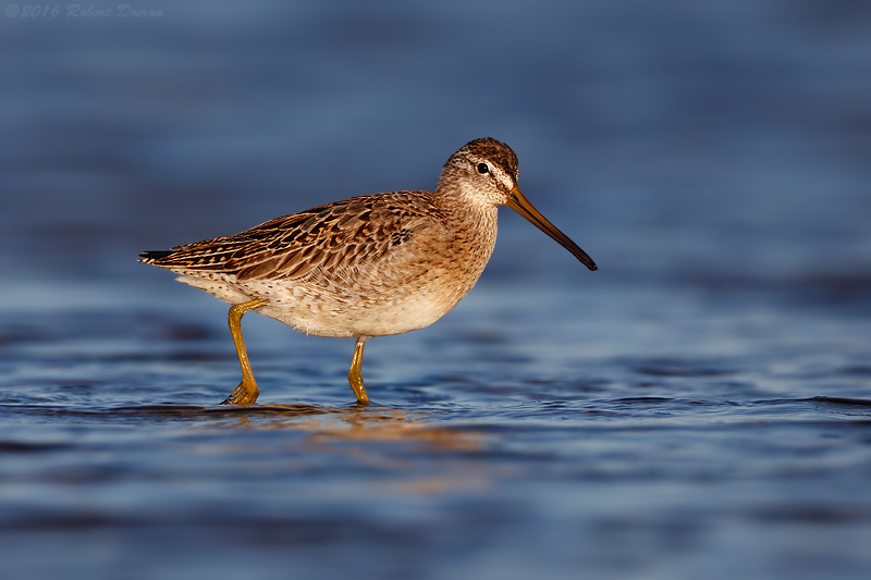 Short-billed Dowitcher