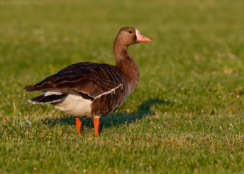 Greater White-fronted Goose 