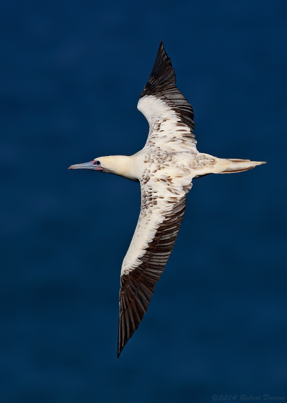 Red-footed Booby