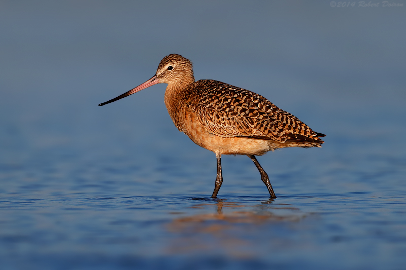 Marbled Godwit