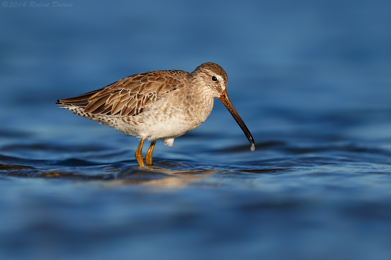 Short-billed Dowitcher