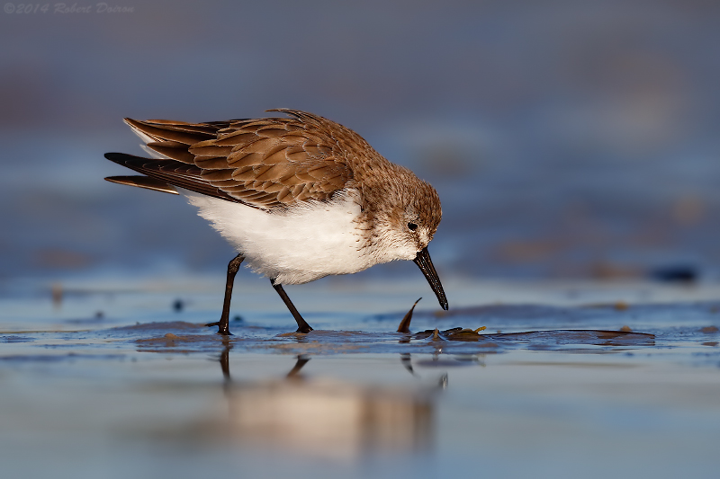 Western Sandpiper