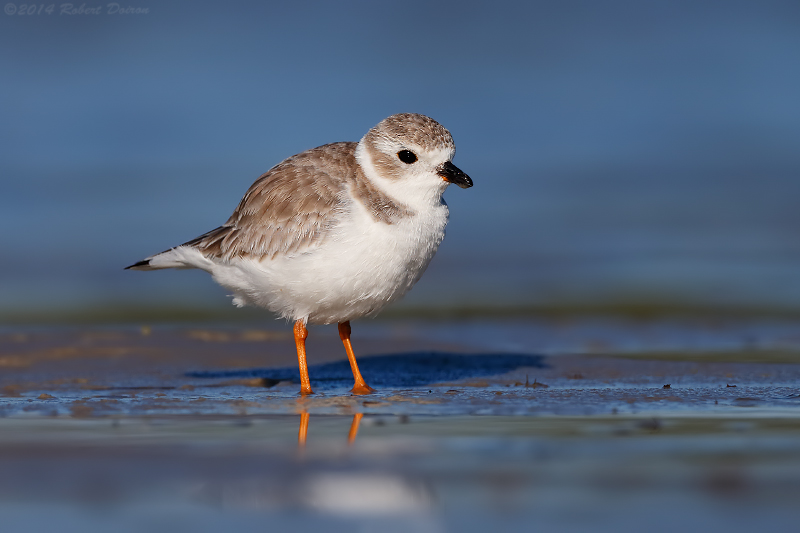 Piping Plover