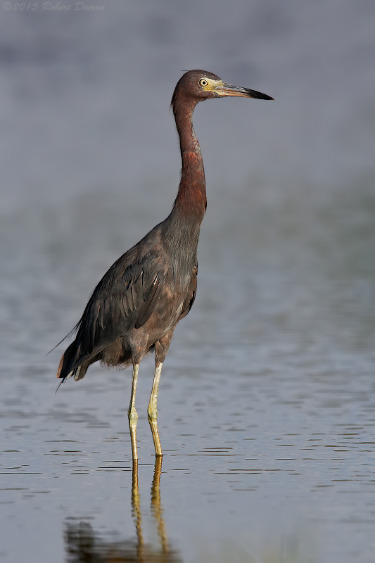 Little Blue Heron