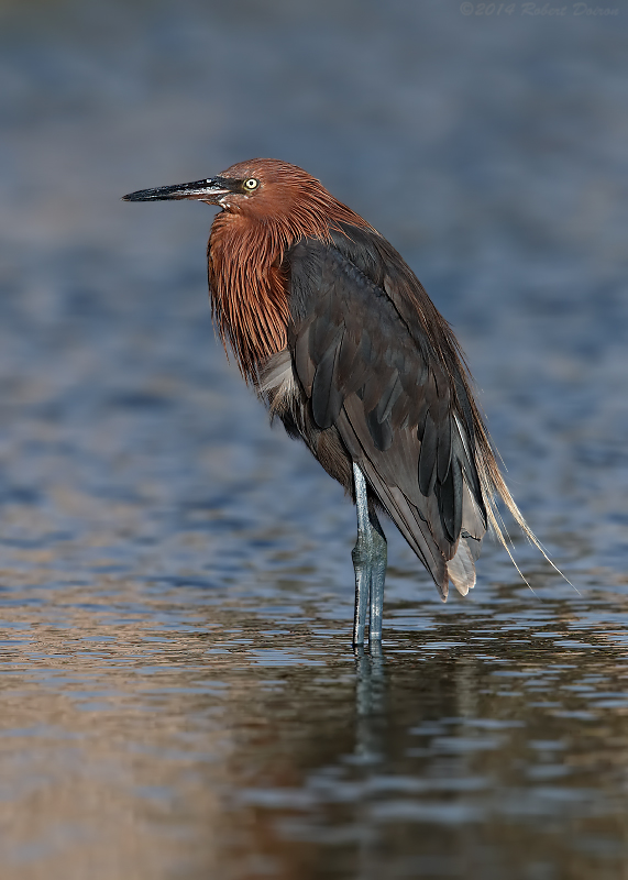 Reddish Egret