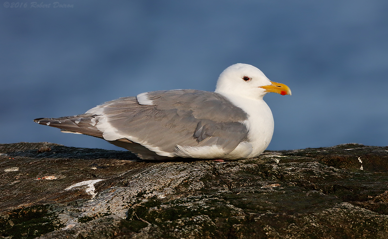 Glaucous-winged Gull