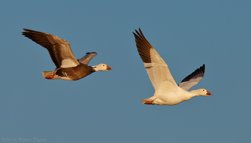 Snow Goose