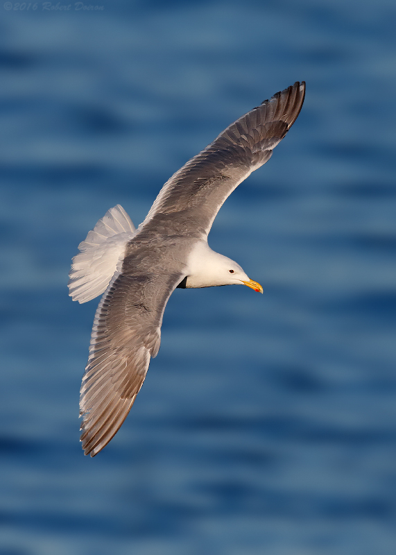 Glaucous-winged Gull 