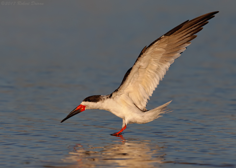 Black Skimmer