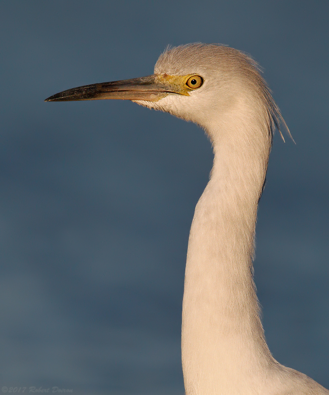 Little Blue Heron