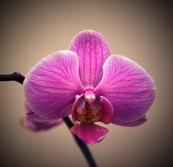 Orchid