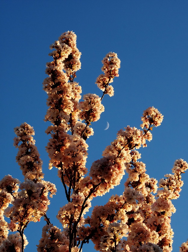 Blossoms and Moon