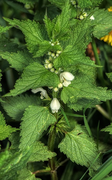 Stinging Nettle
