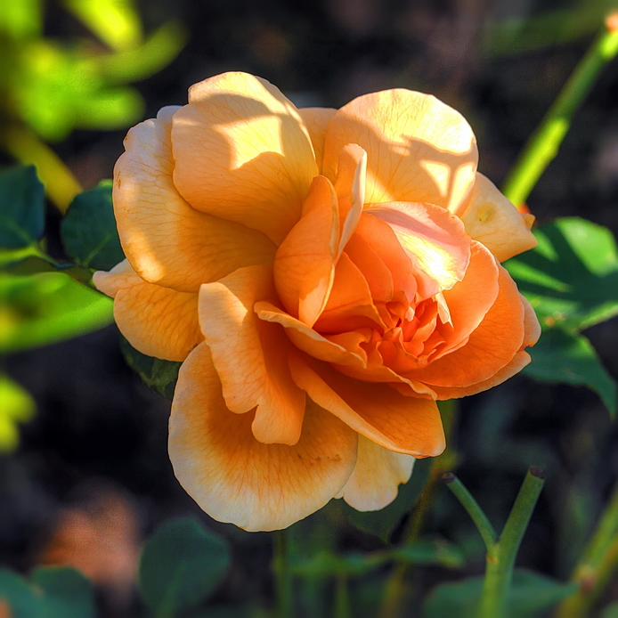 Autumn Rose