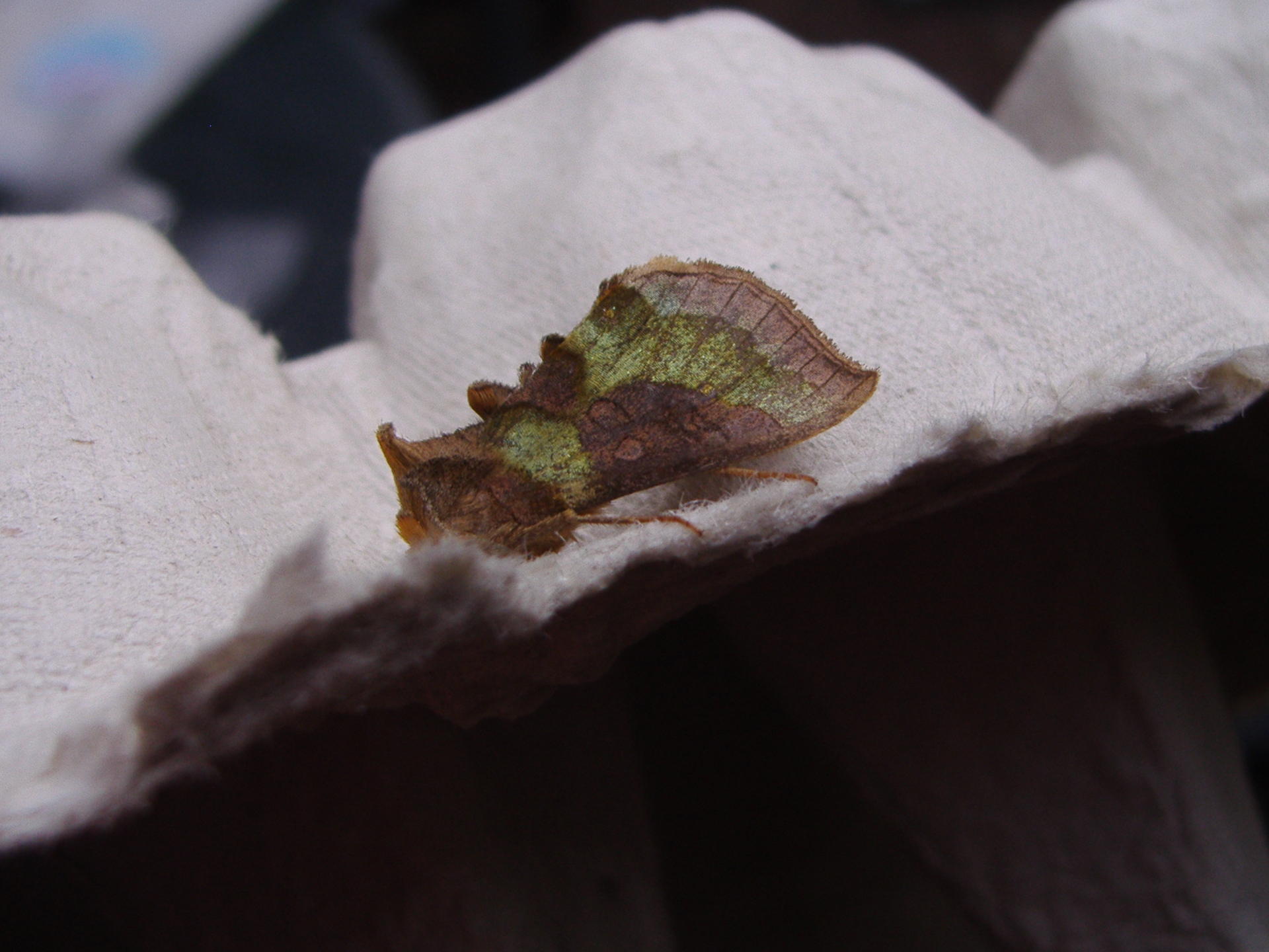 Diachrysia chrysitis, Burnished brass