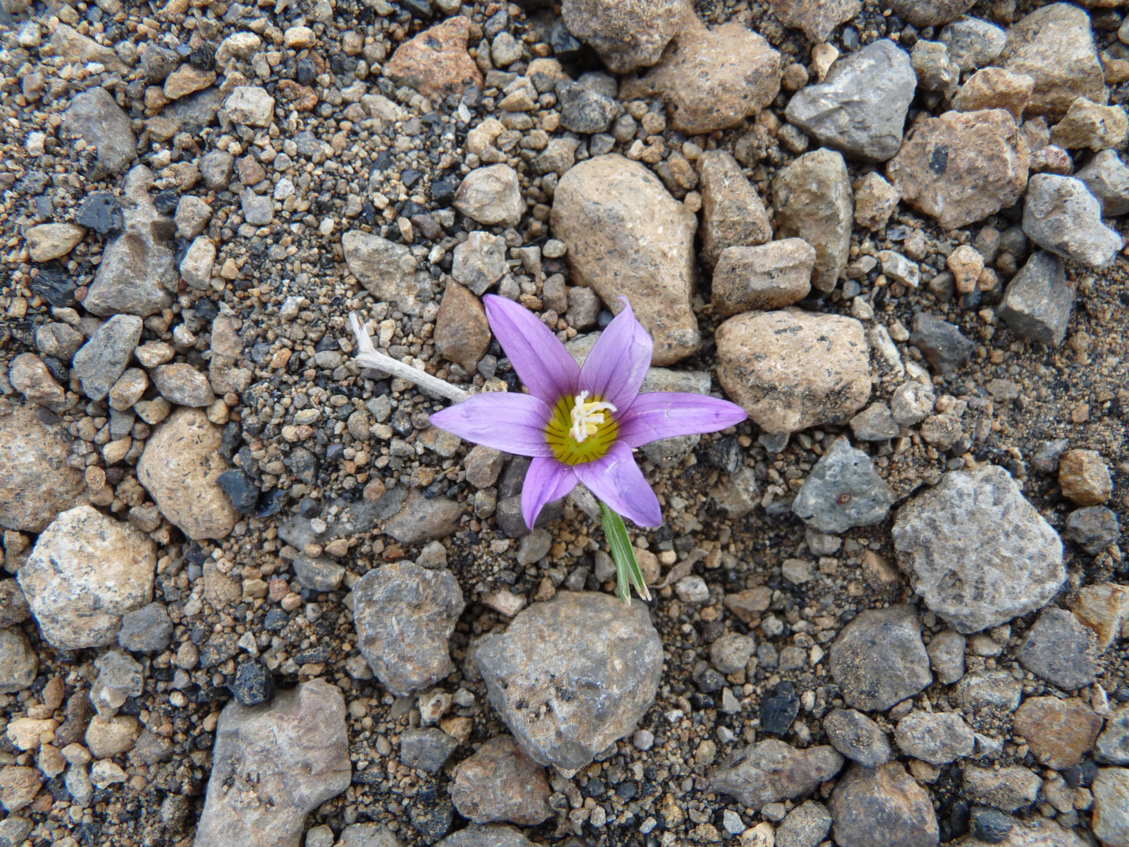 Romulea columnae, Sand crocus