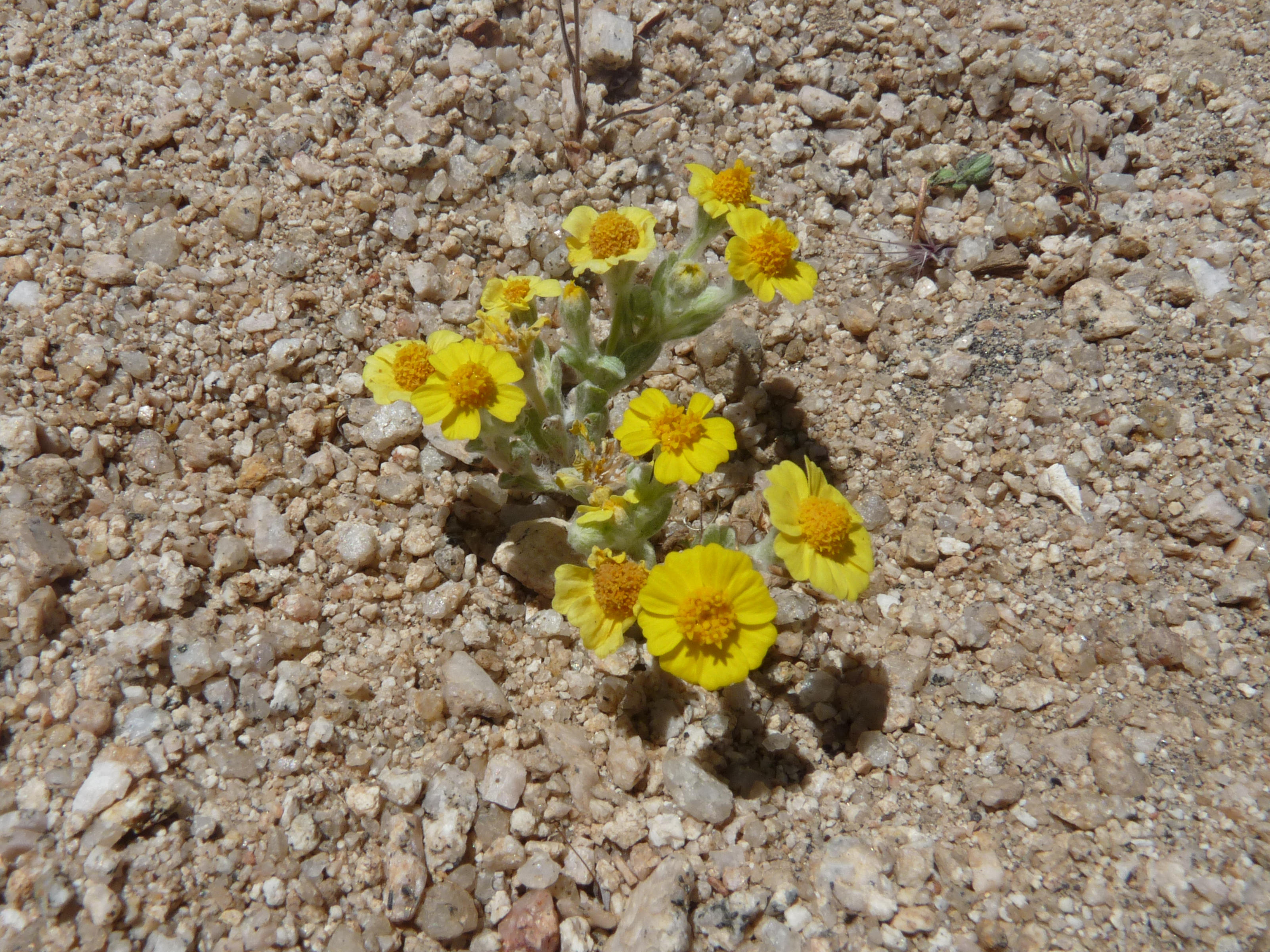 Eriophyllum wallacei, Woolly daisy 02