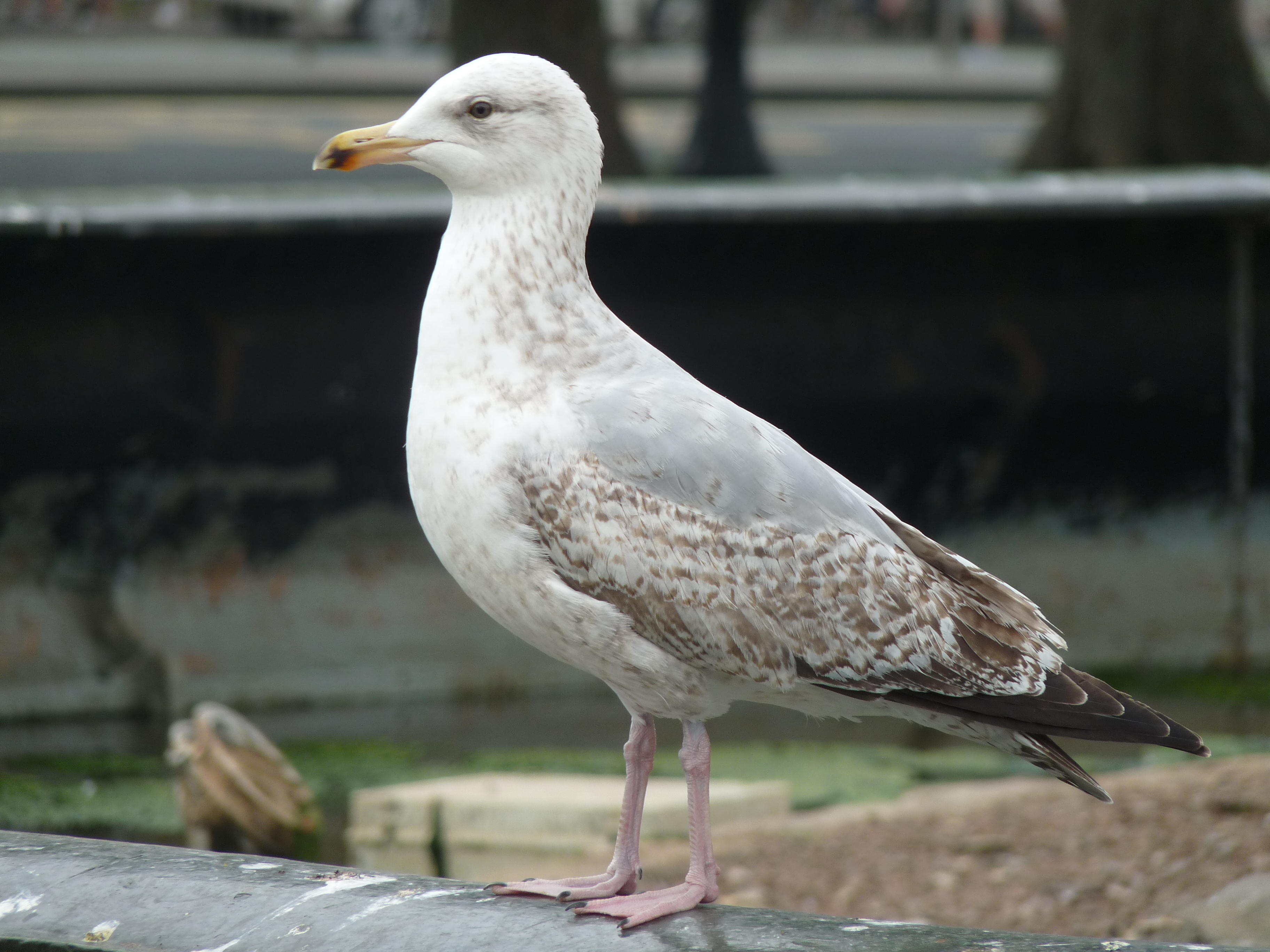 Larus argentatus, Herring gull