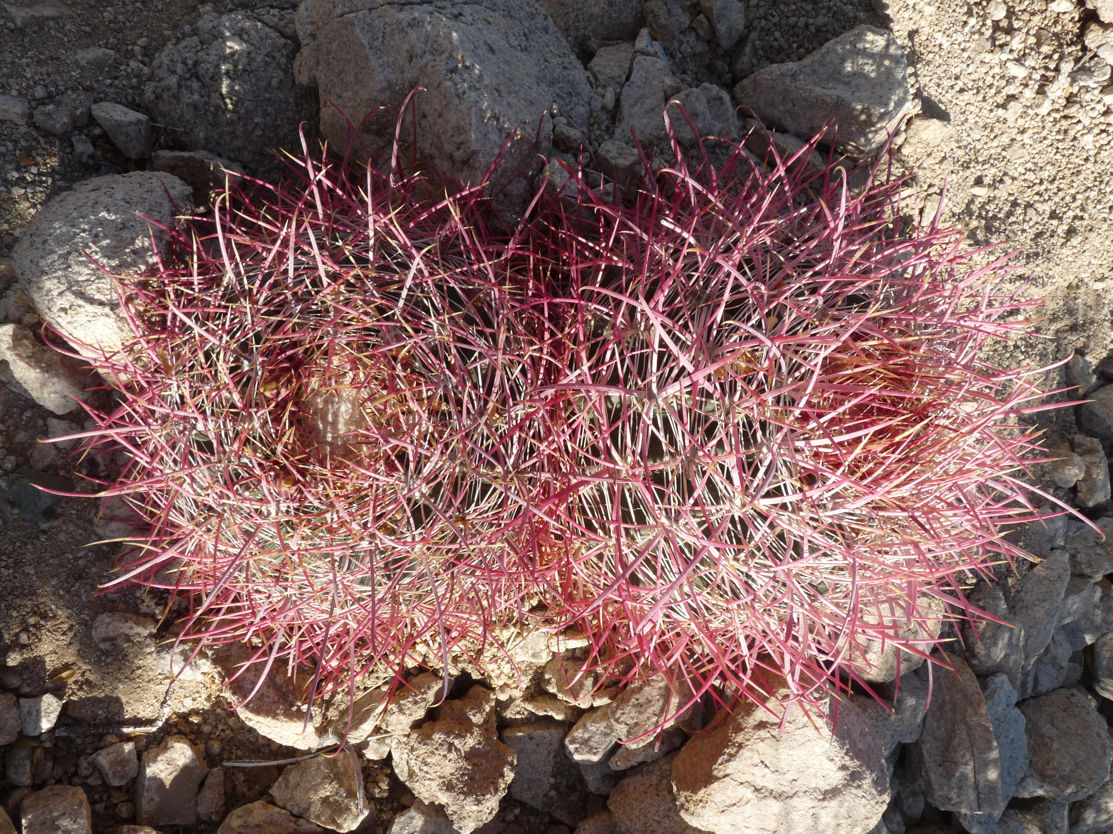 Ferocactus cylindraceus, Spiny barrel