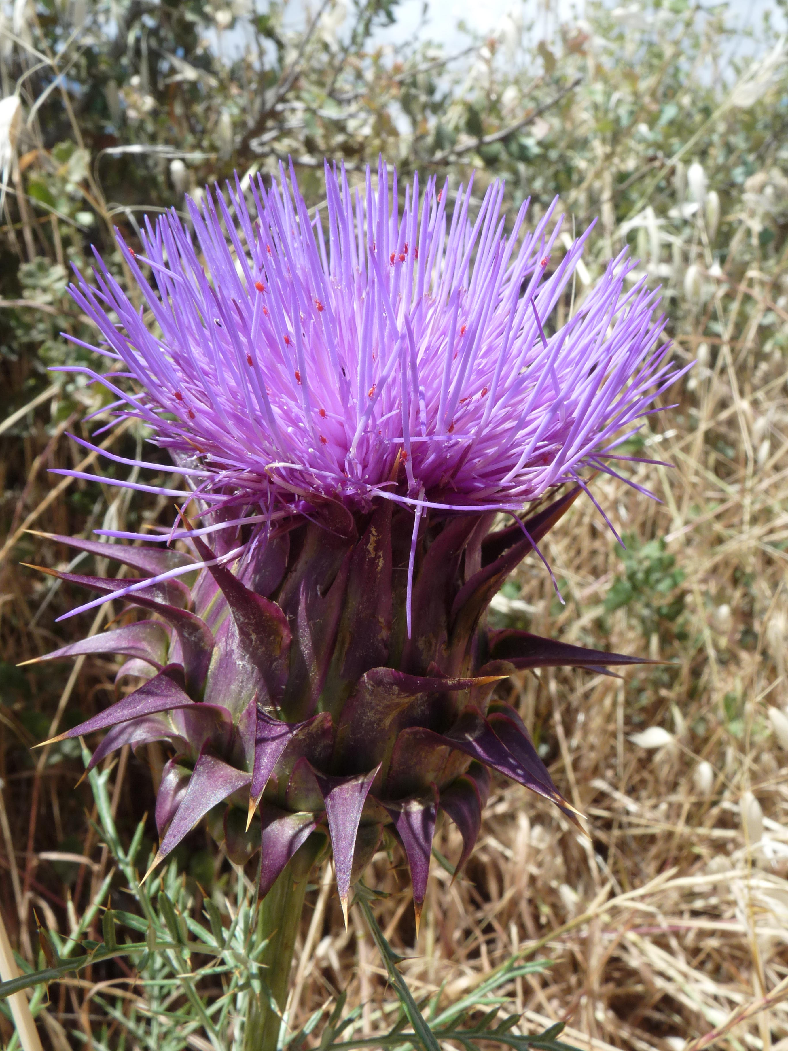 Cynara cardunculus, Cardoon