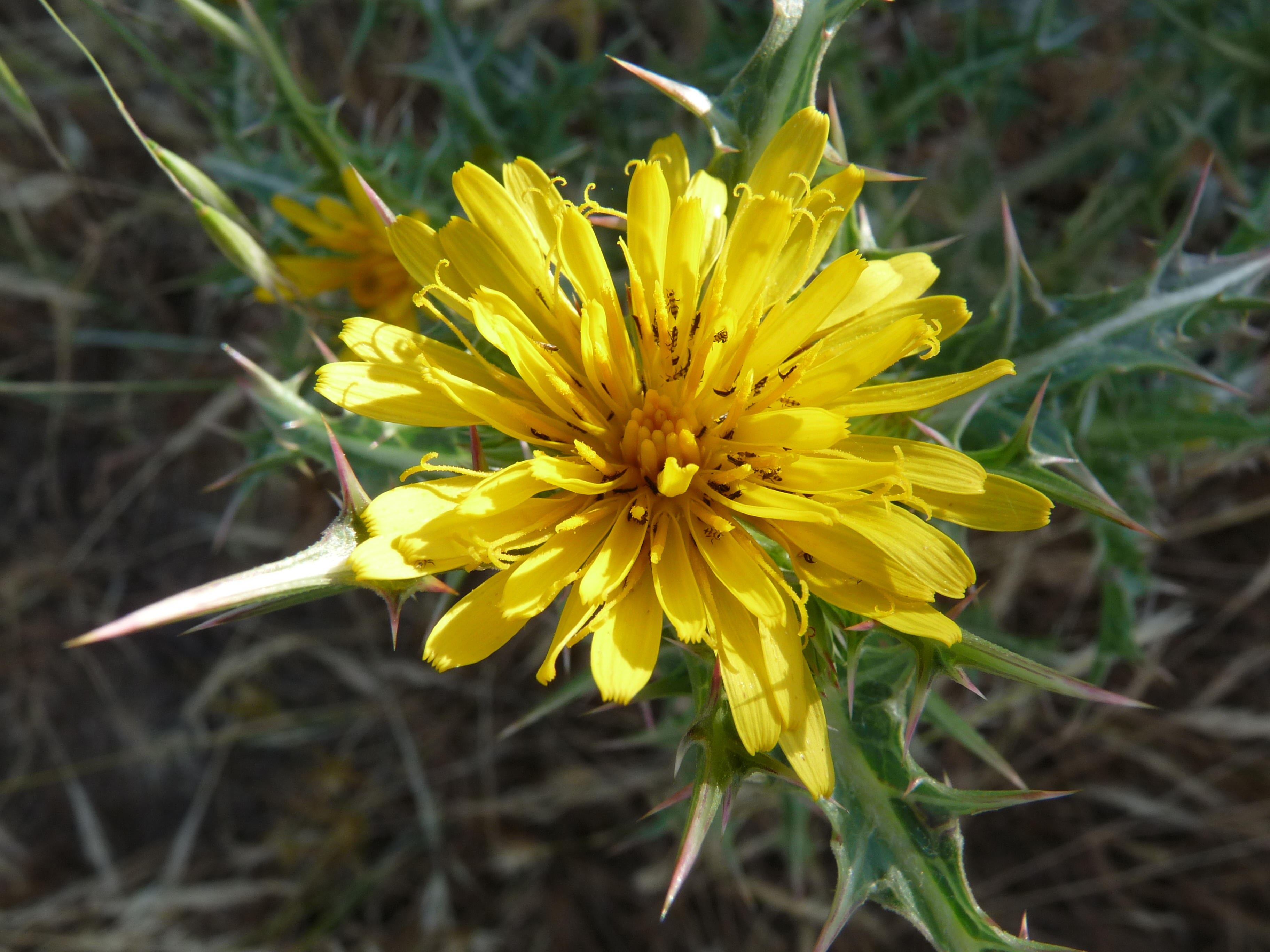 Scolymus hispanicus, Spanish oyster plant 
