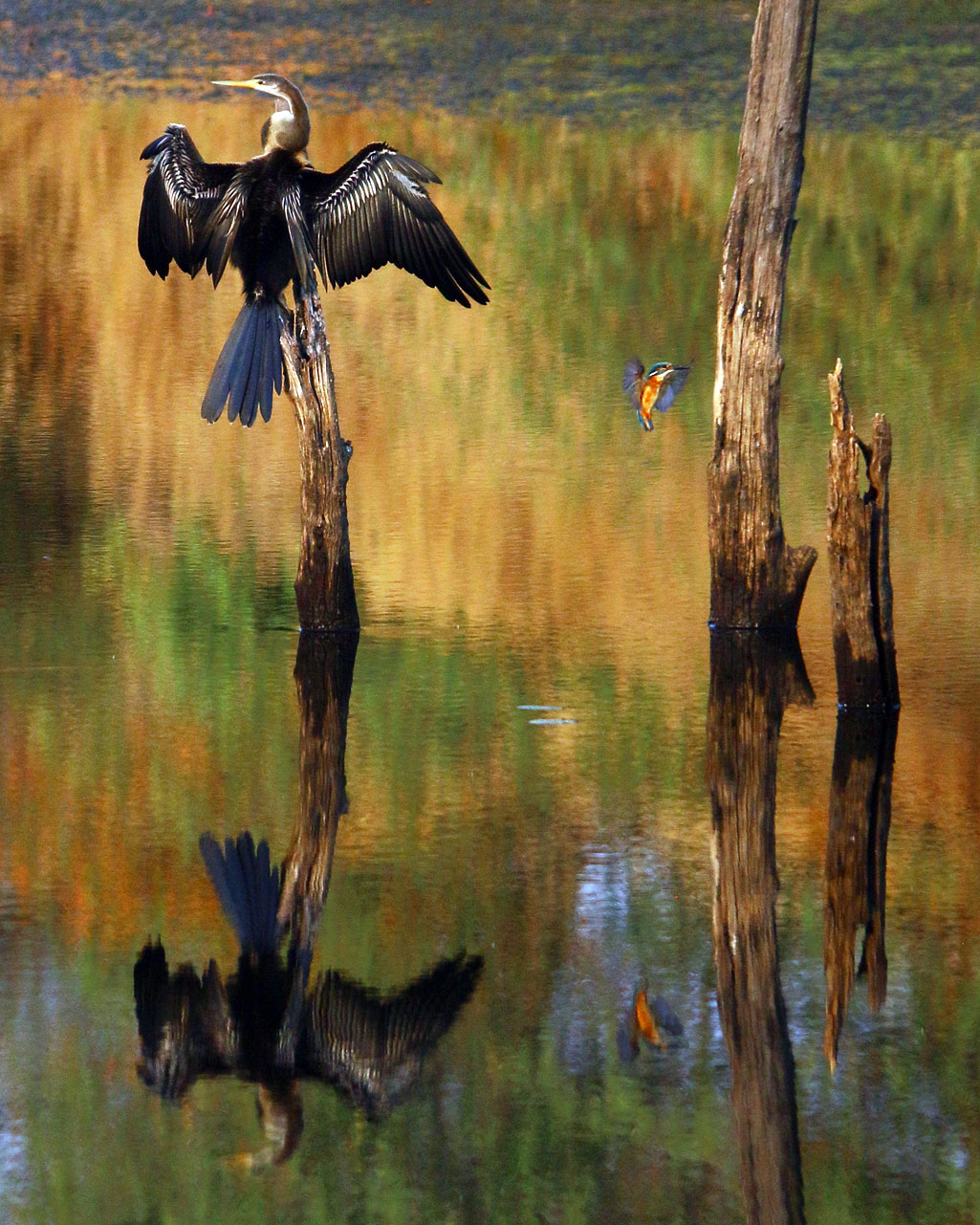 DARTER WITH COMMON KINGFISHER