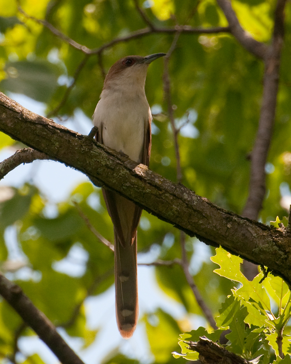 Black-billed Cuckoo (Coccyzus erythropthalmus)