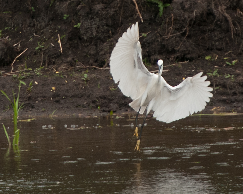 Little Egret (Egretta garzetta)