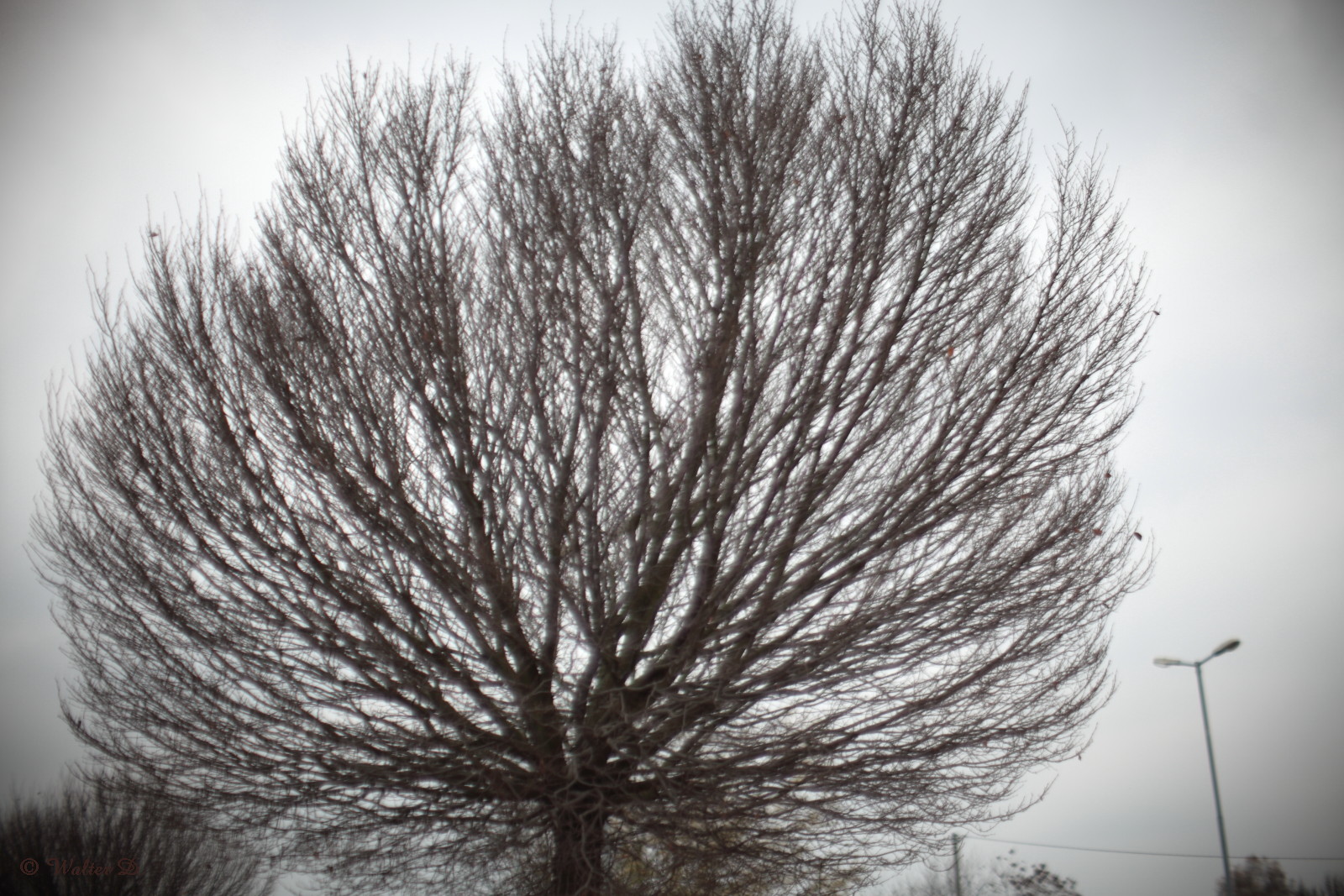 Tree without leaves.jpg