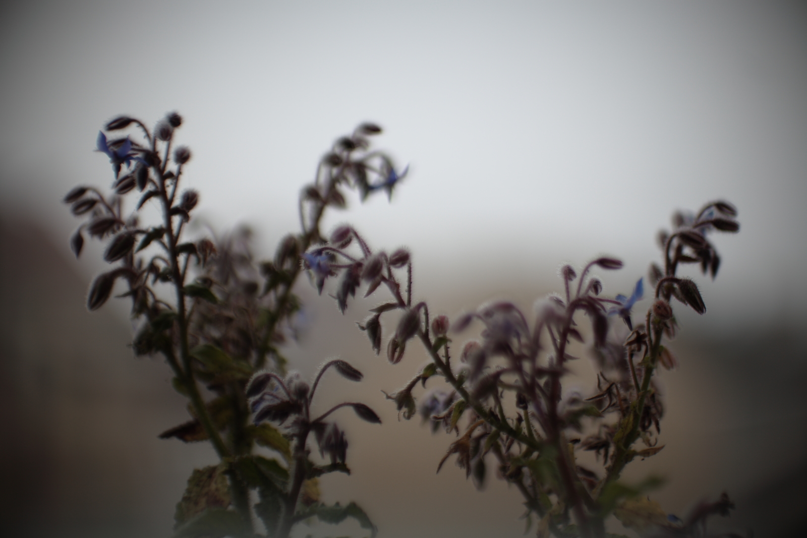 Flower_02.JPG