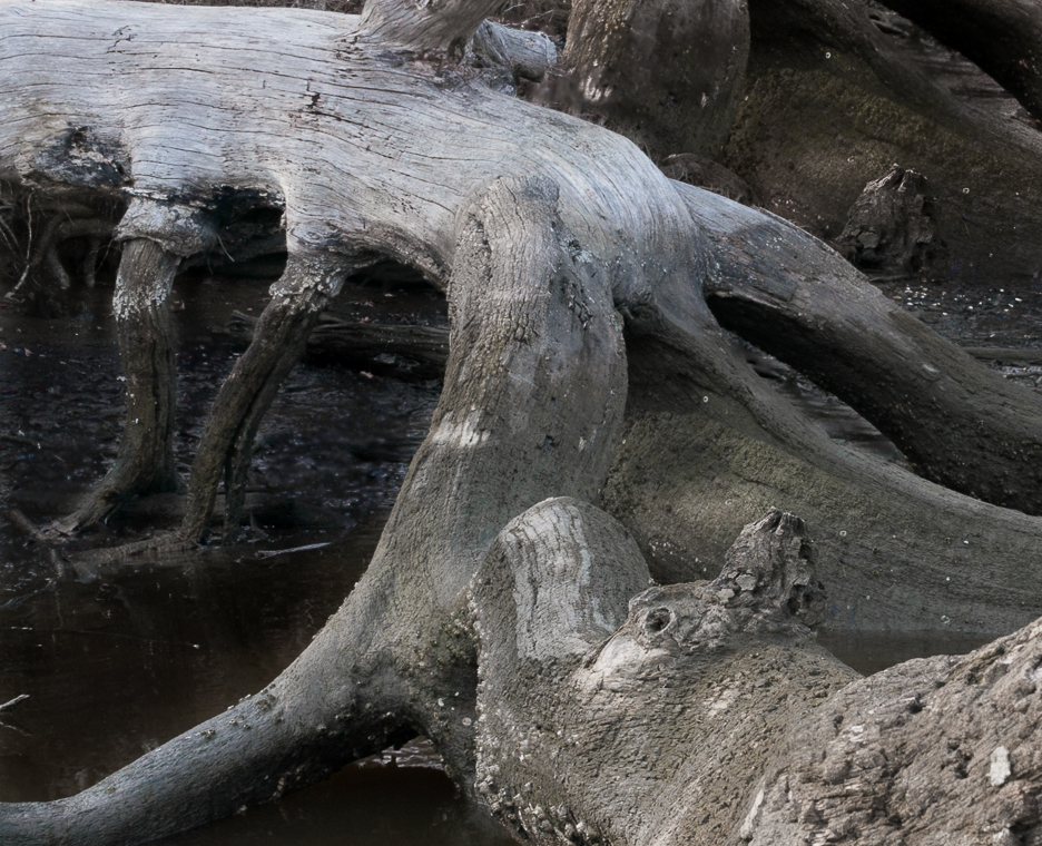 Emergence-08360.jpg
