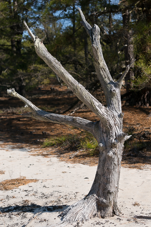 CapeHenlopenAgedTree-08495.jpg