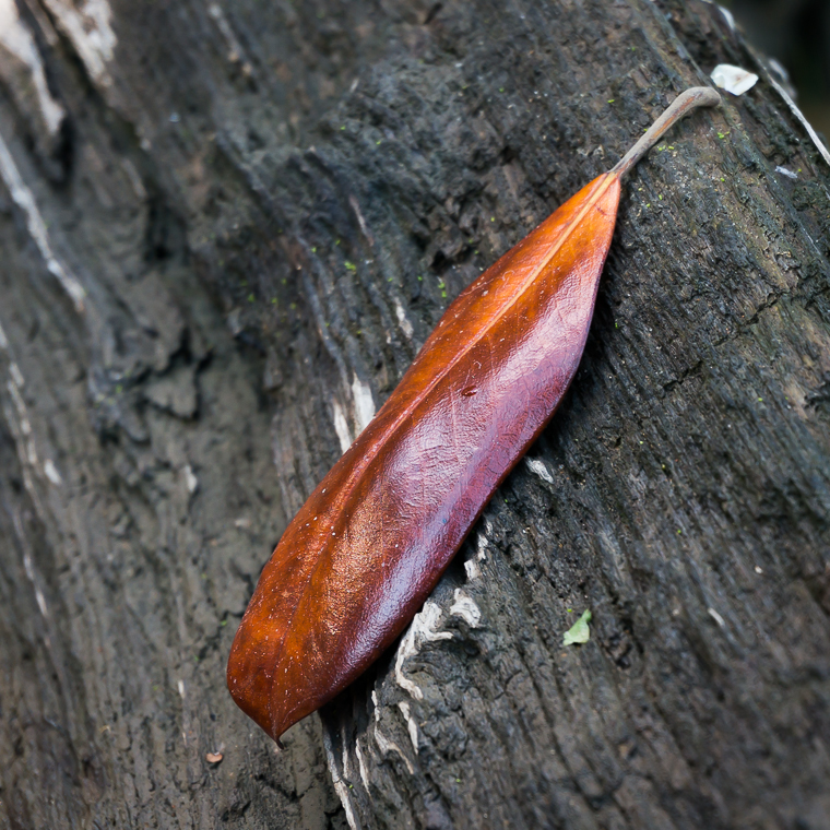 LeafOnLog-09487.jpg