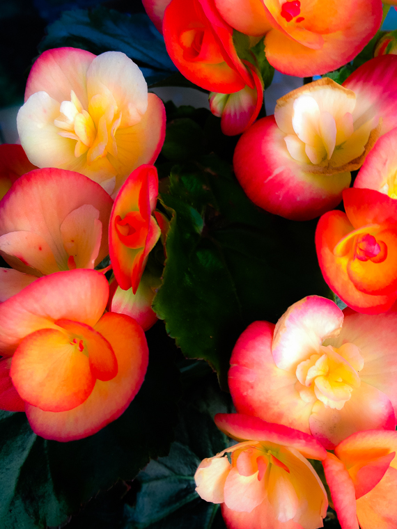 Morning Flower edited-59.jpg