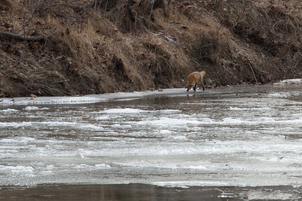 FoxSOOC-6338.jpg