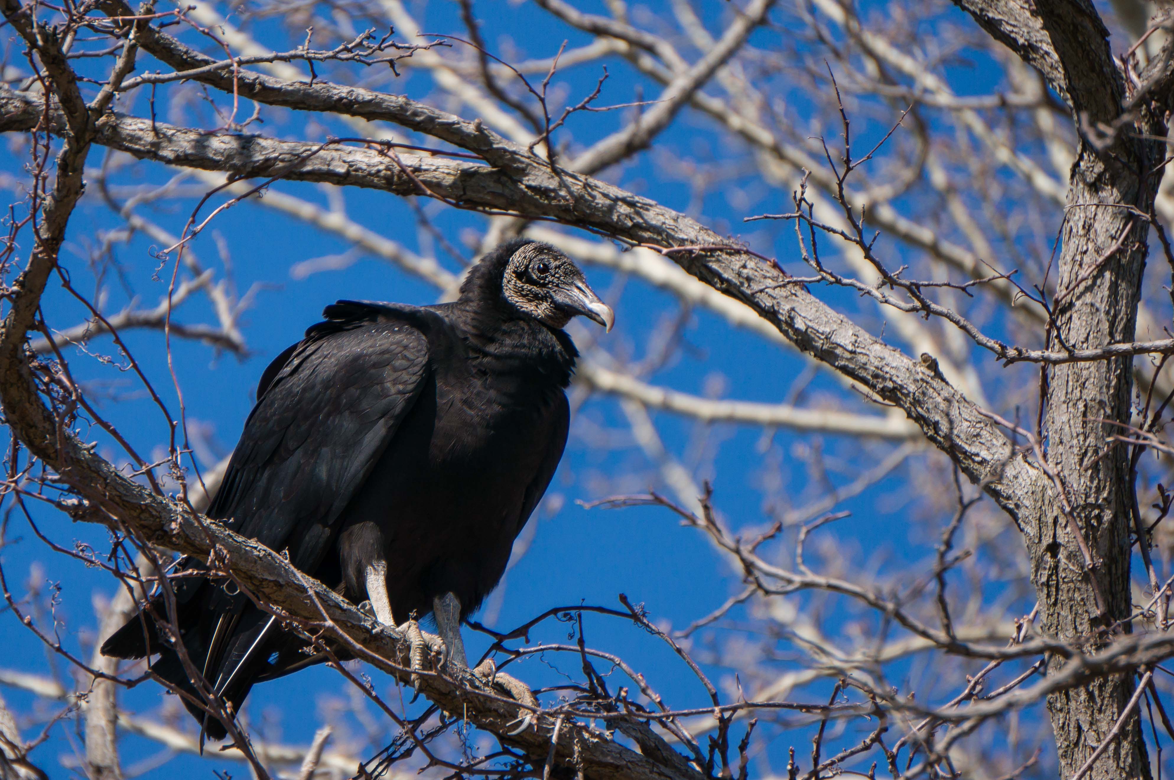 Vulture1-03836.jpg