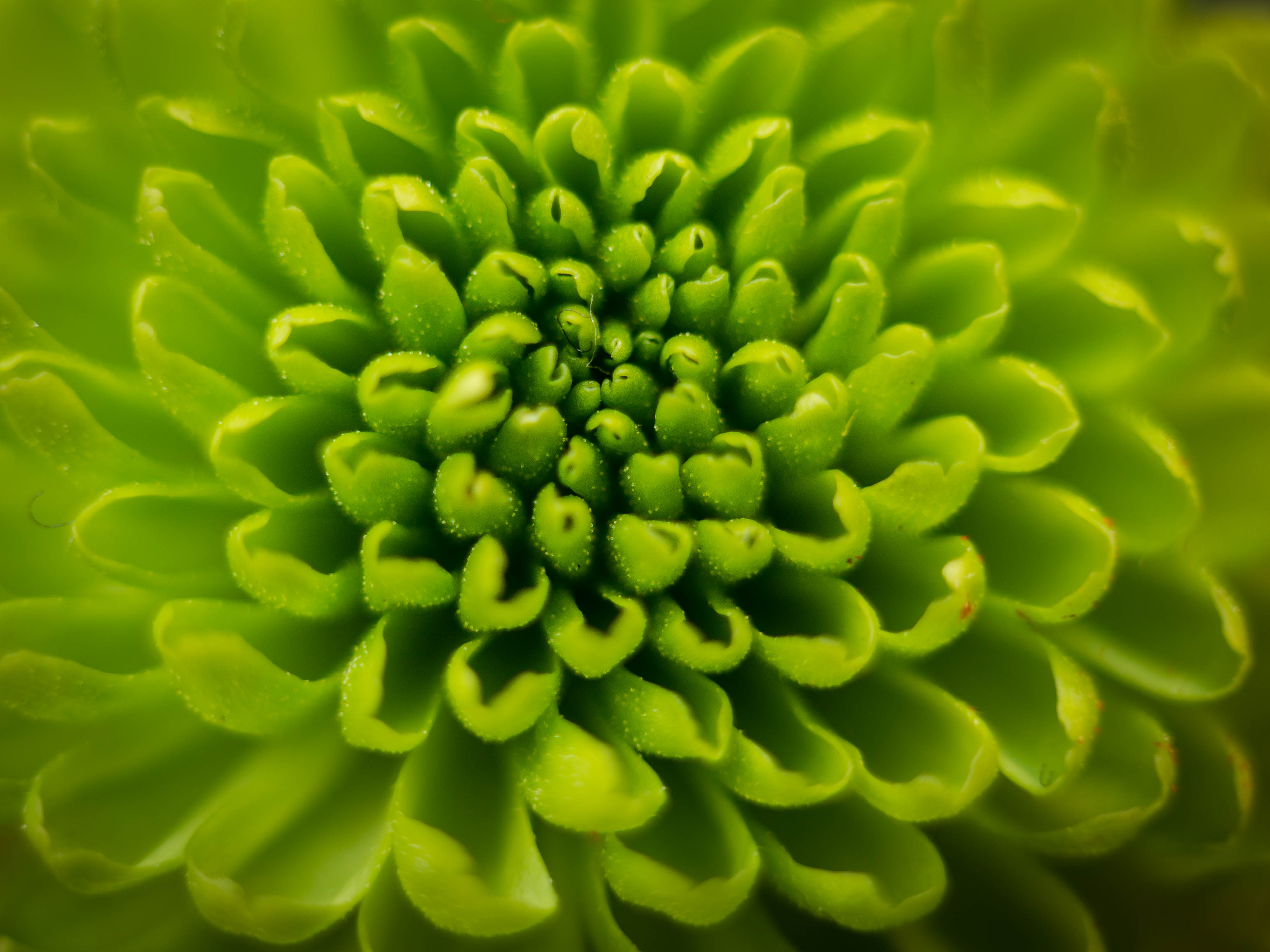 Flower4Green-04494.jpg