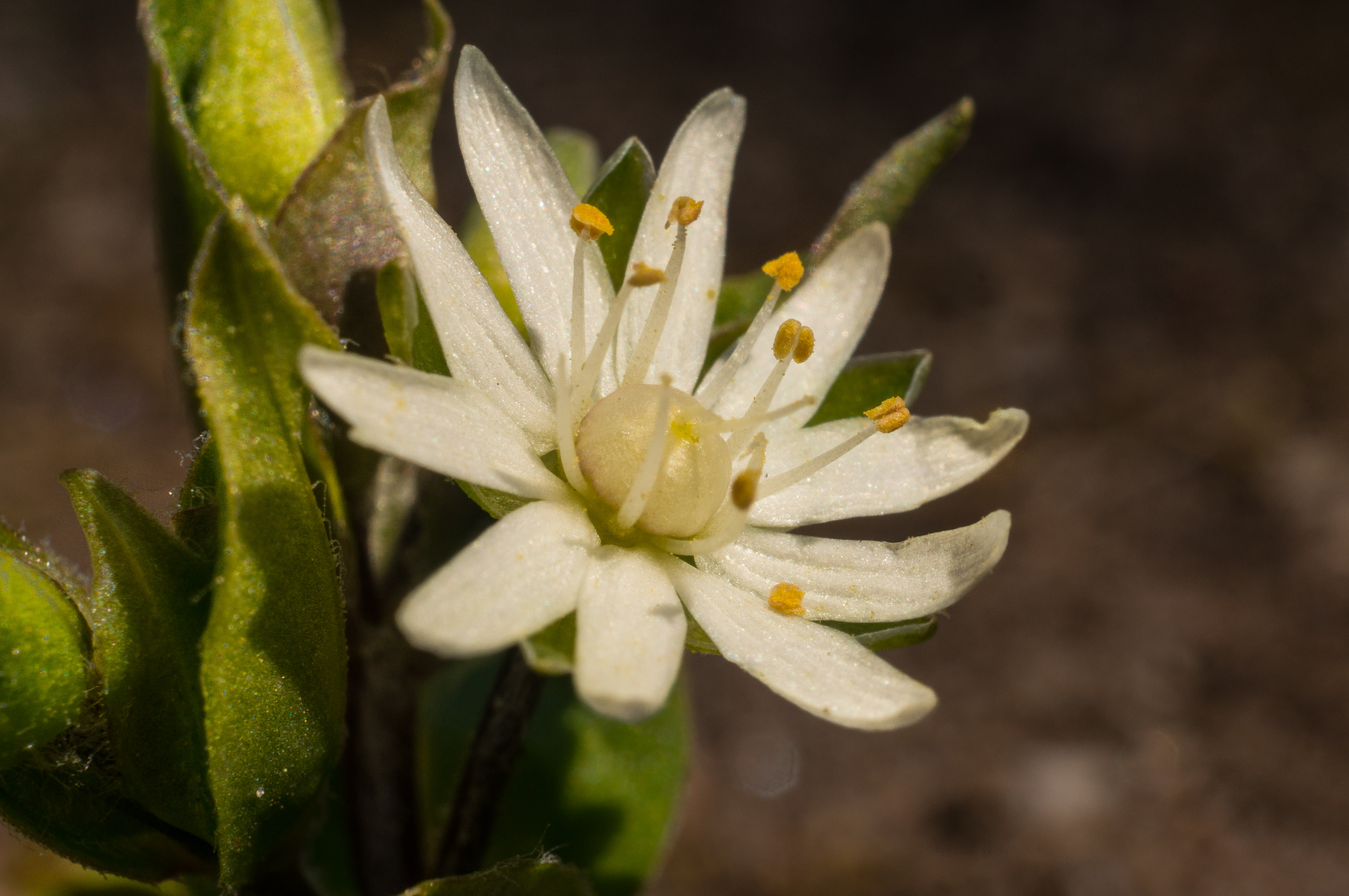 Tridelphia Flower-04543.jpg