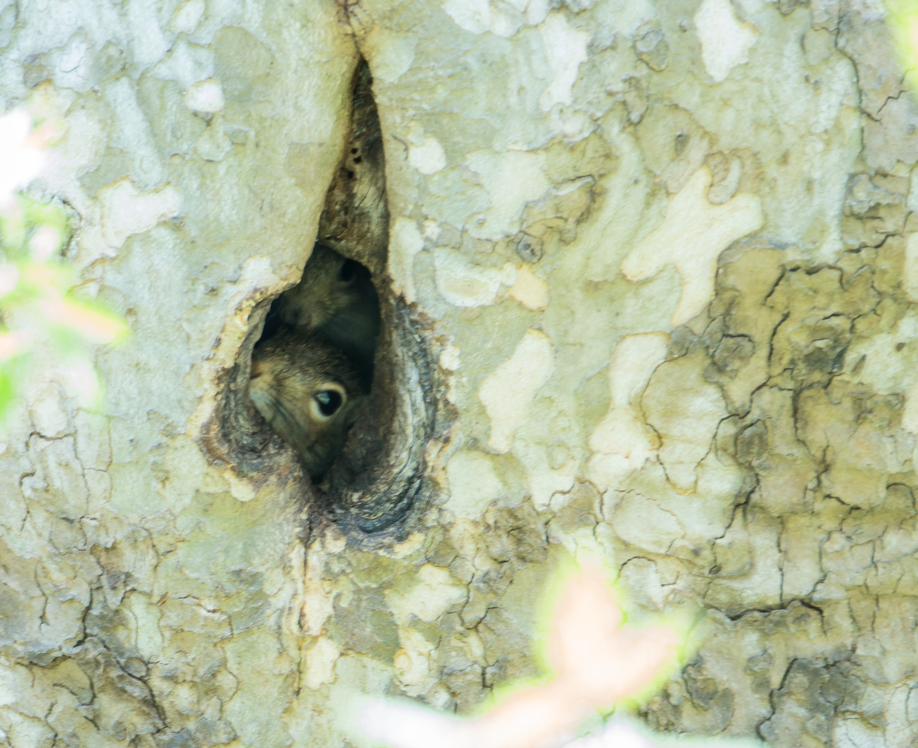 Conowingo Hole In The Wall Gang-04648.jpg