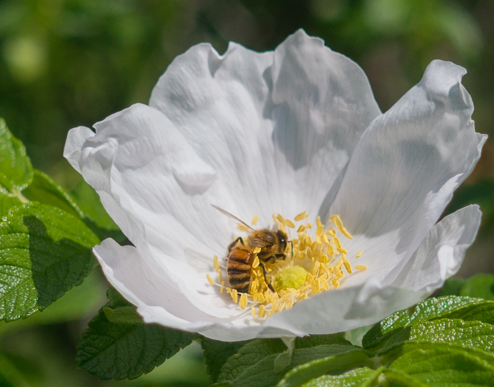 FWT_Bee-05046.jpg