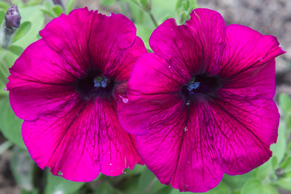 TwoPinkPetunias5June2016-7219.jpg