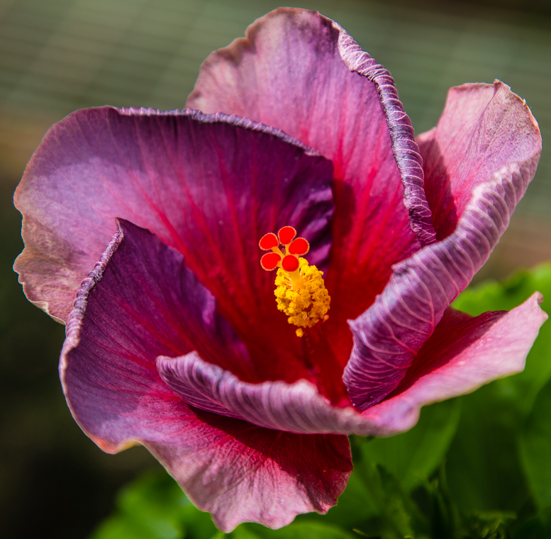Longwood-8082.jpg