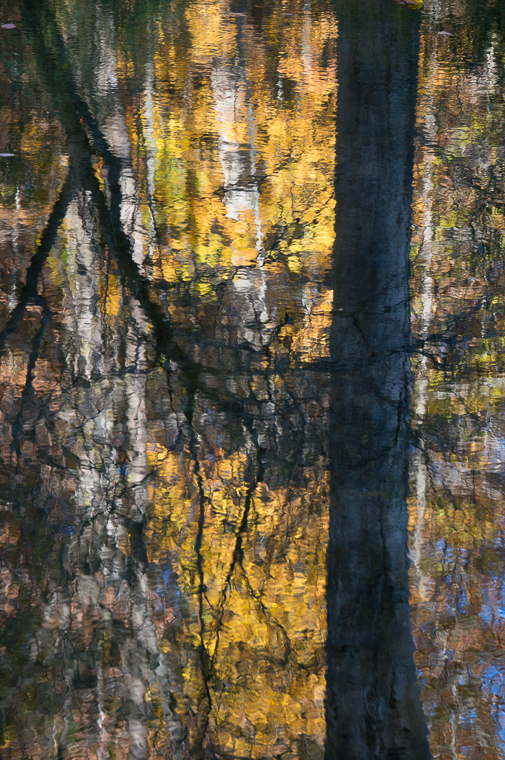 Tree Reflections 2-06918.jpg