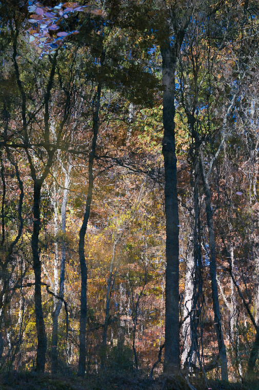 Tree Reflections 3-06922.jpg