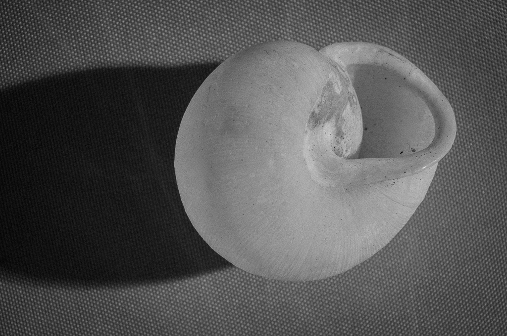The Shell Game-07132.jpg