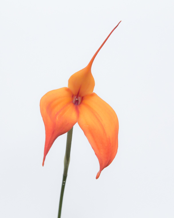 Longwood orange on white 2-9827.jpg