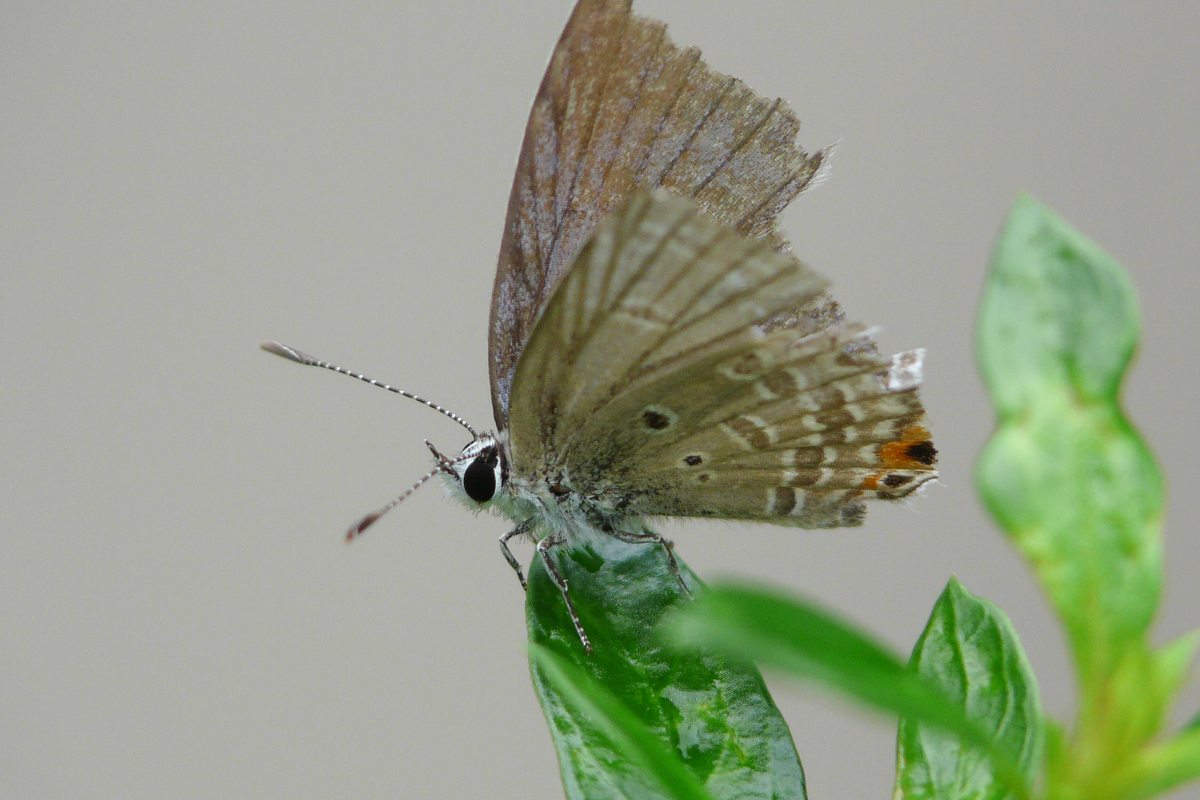 b017.jpg